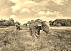 Szary + Sepia