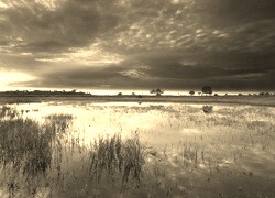 Szary + Sepia