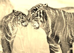 Sepia + Negatyw
