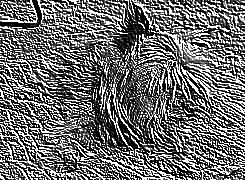 Skamielina