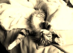 Szary + Sepia