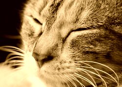 Sepia