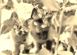 Sepia + Negatyw