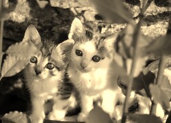 Szary + Sepia