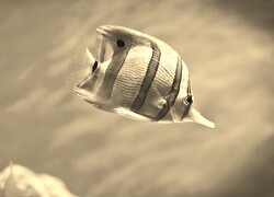 Szary + Sepia
