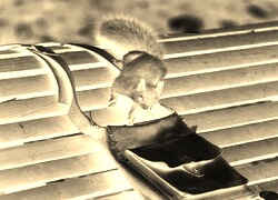 Sepia + Negatyw