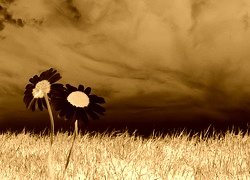 Sepia + Negatyw
