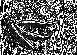 Skamielina