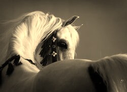 Szary + Sepia