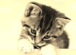 Szary + Sepia