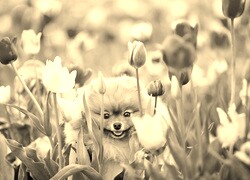 Szary + Sepia