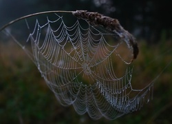 Oryginalny obrazek