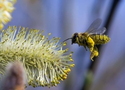 Oryginalny obrazek