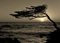 Szary + Sepia