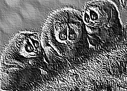 Skamielina