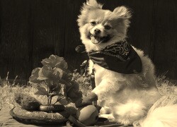 Szary + Sepia