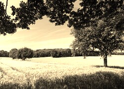 Szary + Sepia
