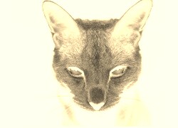 Sepia + Negatyw