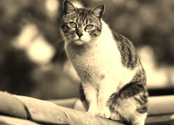 Szary + Sepia
