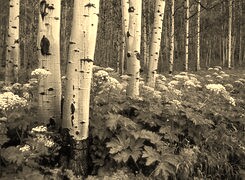 Szary + Sepia