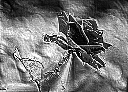 Skamielina