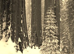 Szary + Sepia