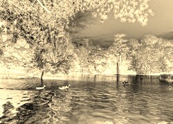 Sepia + Negatyw