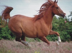 Oryginalny obrazek