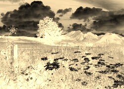 Sepia + Negatyw