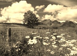 Szary + Sepia