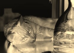 Sepia + Negatyw