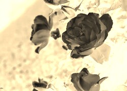 Sepia + Negatyw