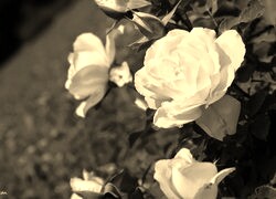 Sepia