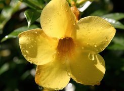 Oryginalny obrazek