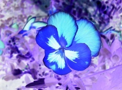 Negatyw