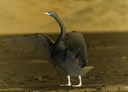 Negatyw