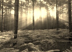 Szary + Sepia