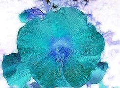 Negatyw
