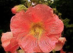 Oryginalny obrazek