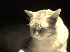 Szary + Sepia