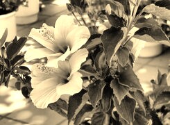 Szary + Sepia