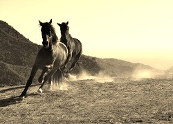 Szary + Sepia