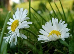 Oryginalny obrazek