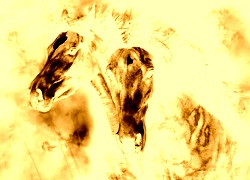 Sepia + Negatyw