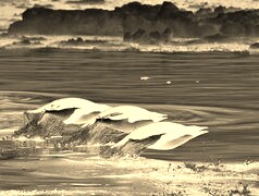 Sepia + Negatyw