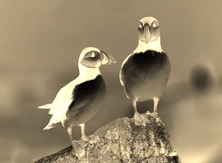 Sepia + Negatyw
