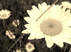 Szary + Sepia