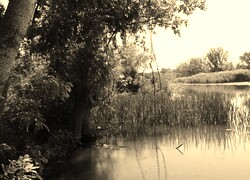 Sepia