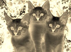 Sepia + Negatyw