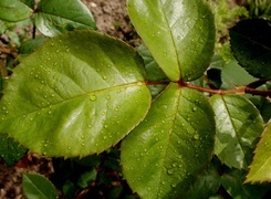 Oryginalny obrazek